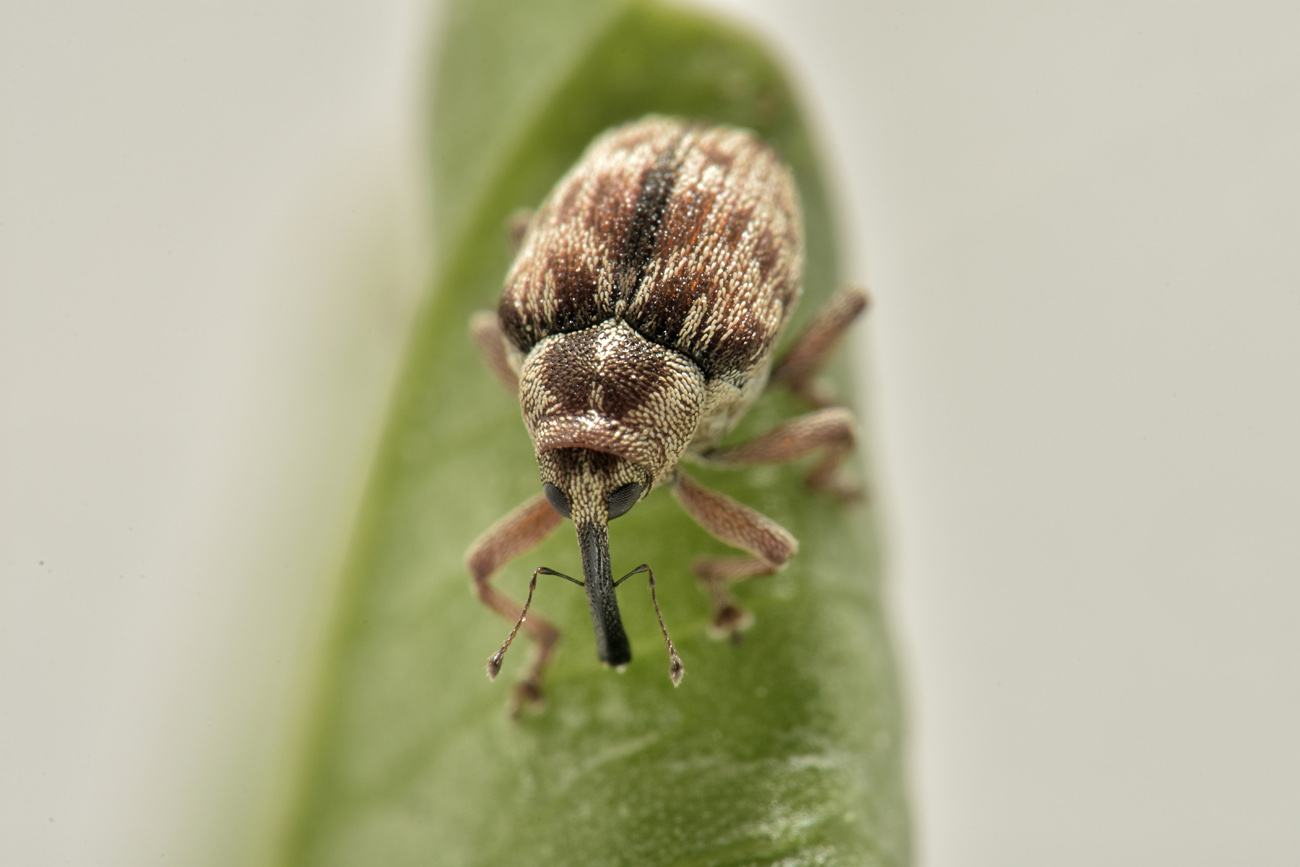 Curculionidae: Coeliodes sp?